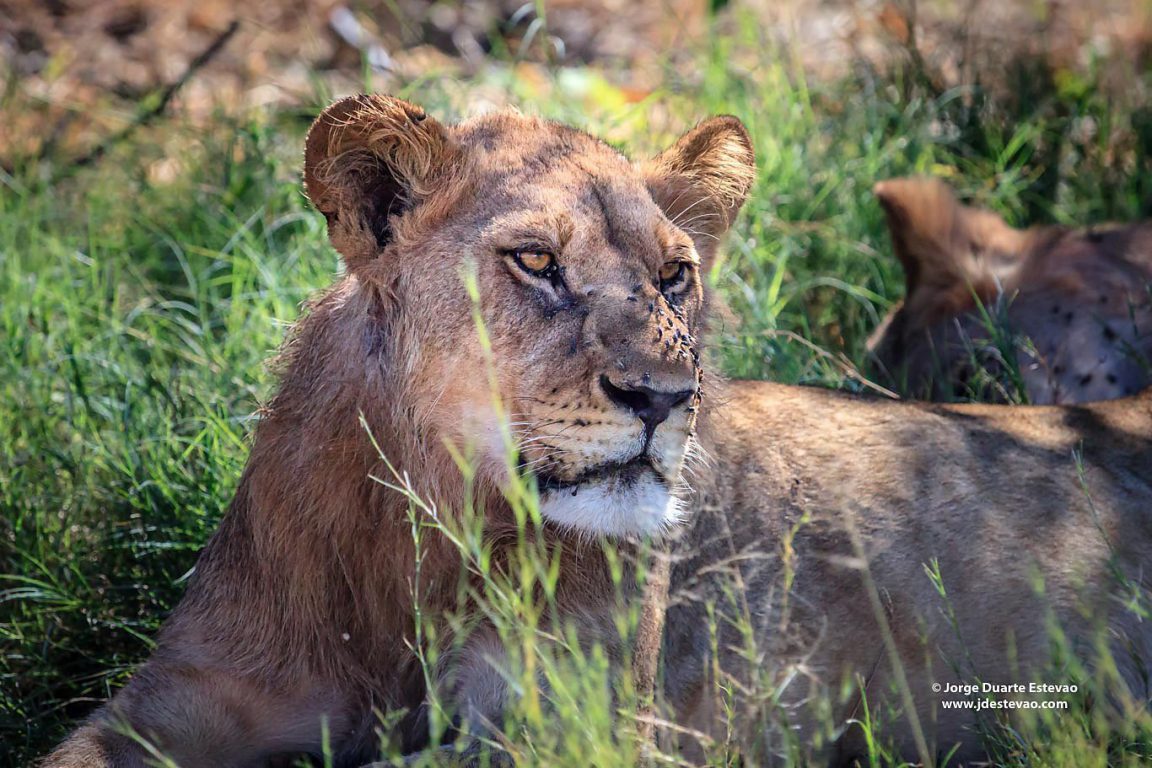 Two lions savour the shade, while eying a prey: a warthog. Less than 300 lions remain in Chobe National Park, Botswana